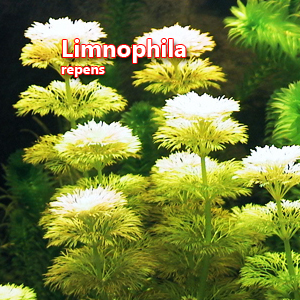 Limnophila repens